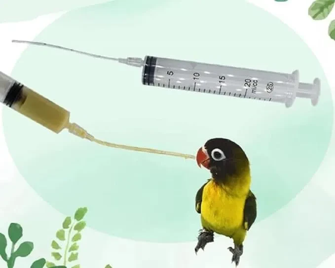 Parrots Feeders Parrot Accessories for sale in Lahore