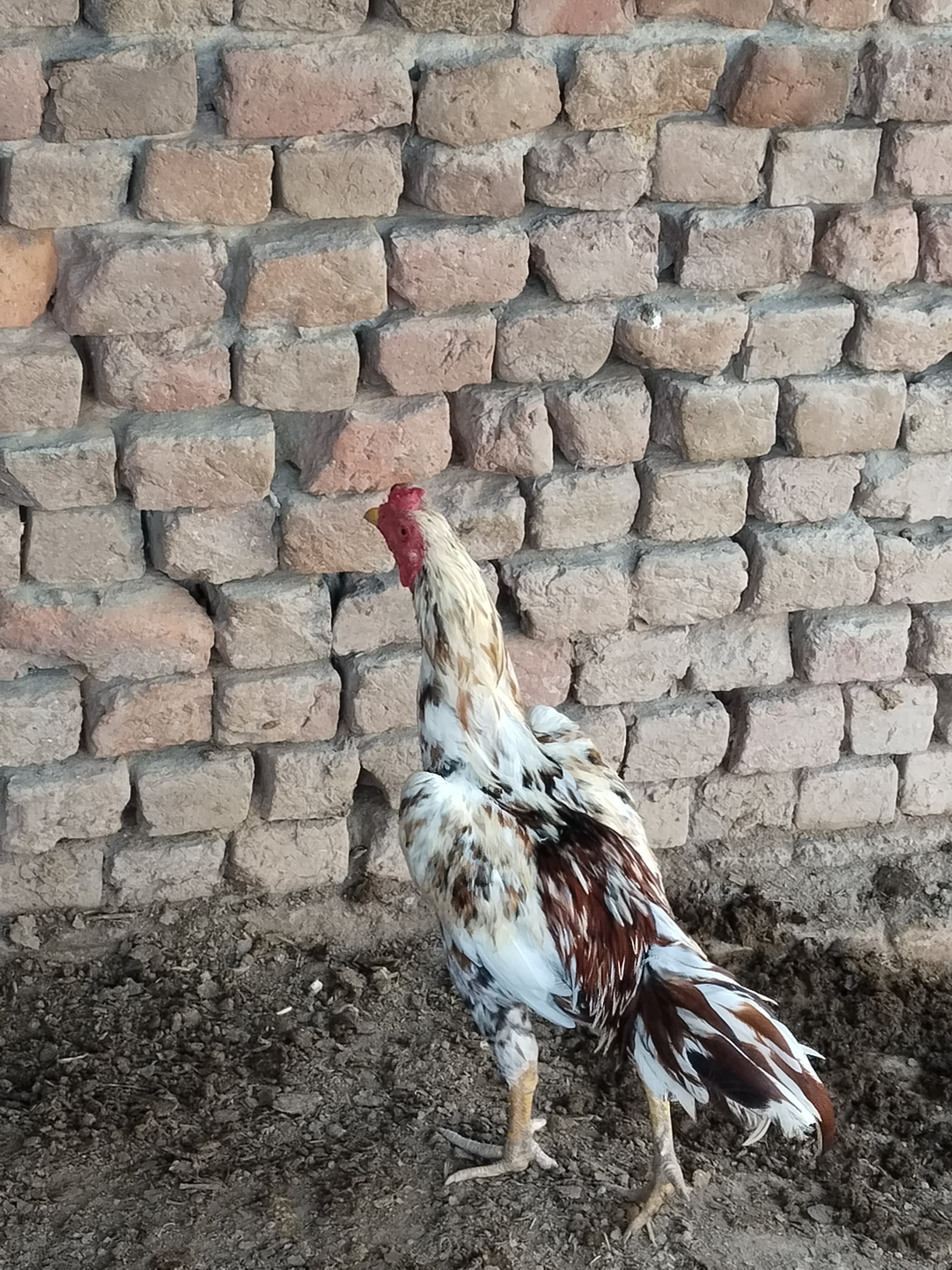Aseel Others Hens for sale in Sargodha
