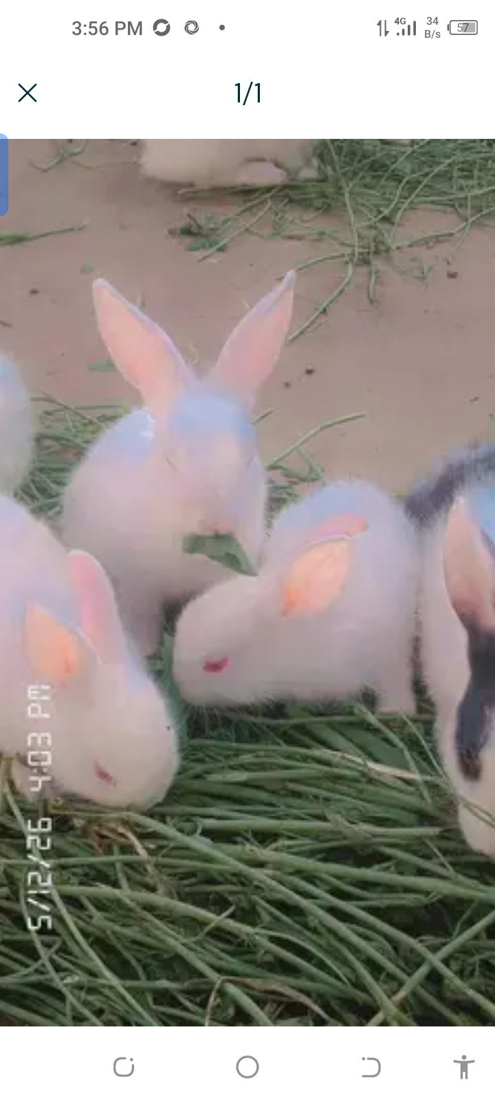 New Zealand Rabbit Rabbits for sale in Gujrat