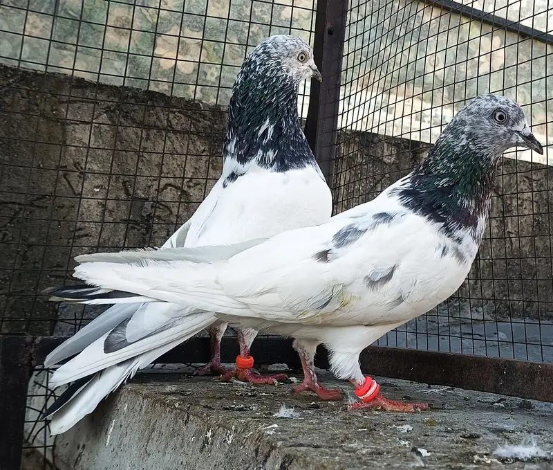 Teddy Pigeons for sale in Lahore