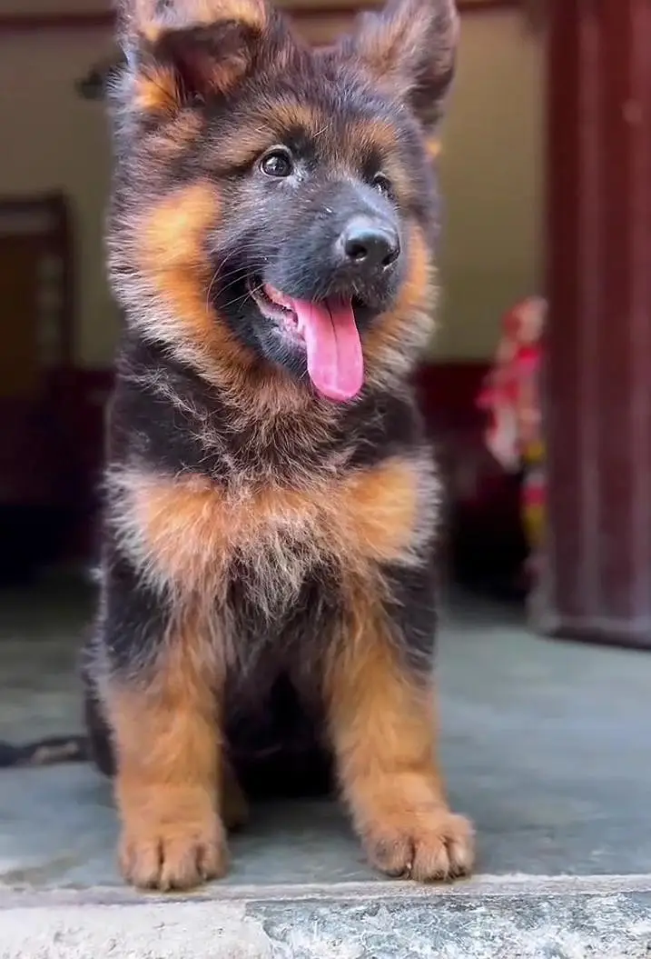 German Shepherd Puppy Available for Sale in Lahore