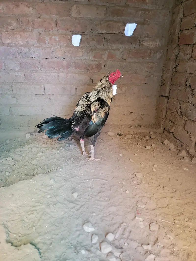 Japanese Gamefowl Hens for sale in Lahore