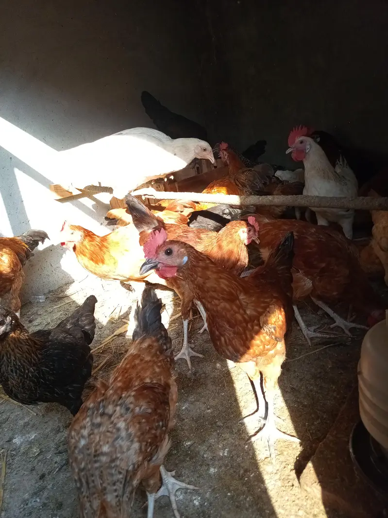 Others Hens for sale in Lahore
