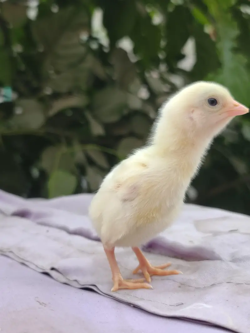 Others Hens for sale in Lahore