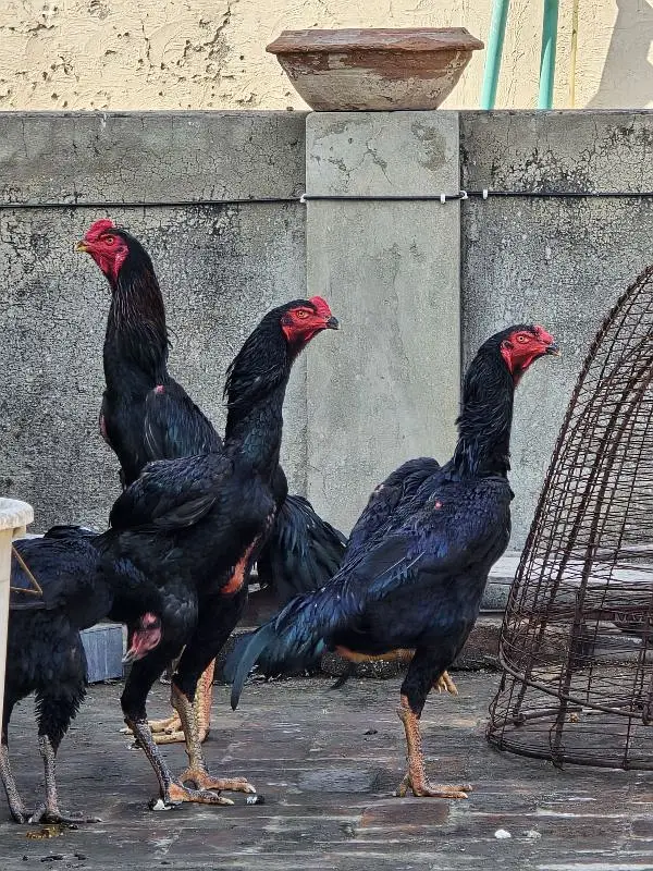Shamo Hens for sale in Lahore