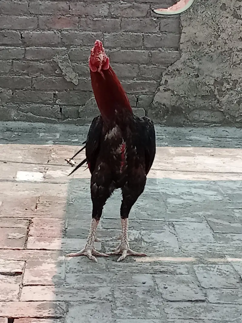 Aseel Shamo Hens for sale in Lahore