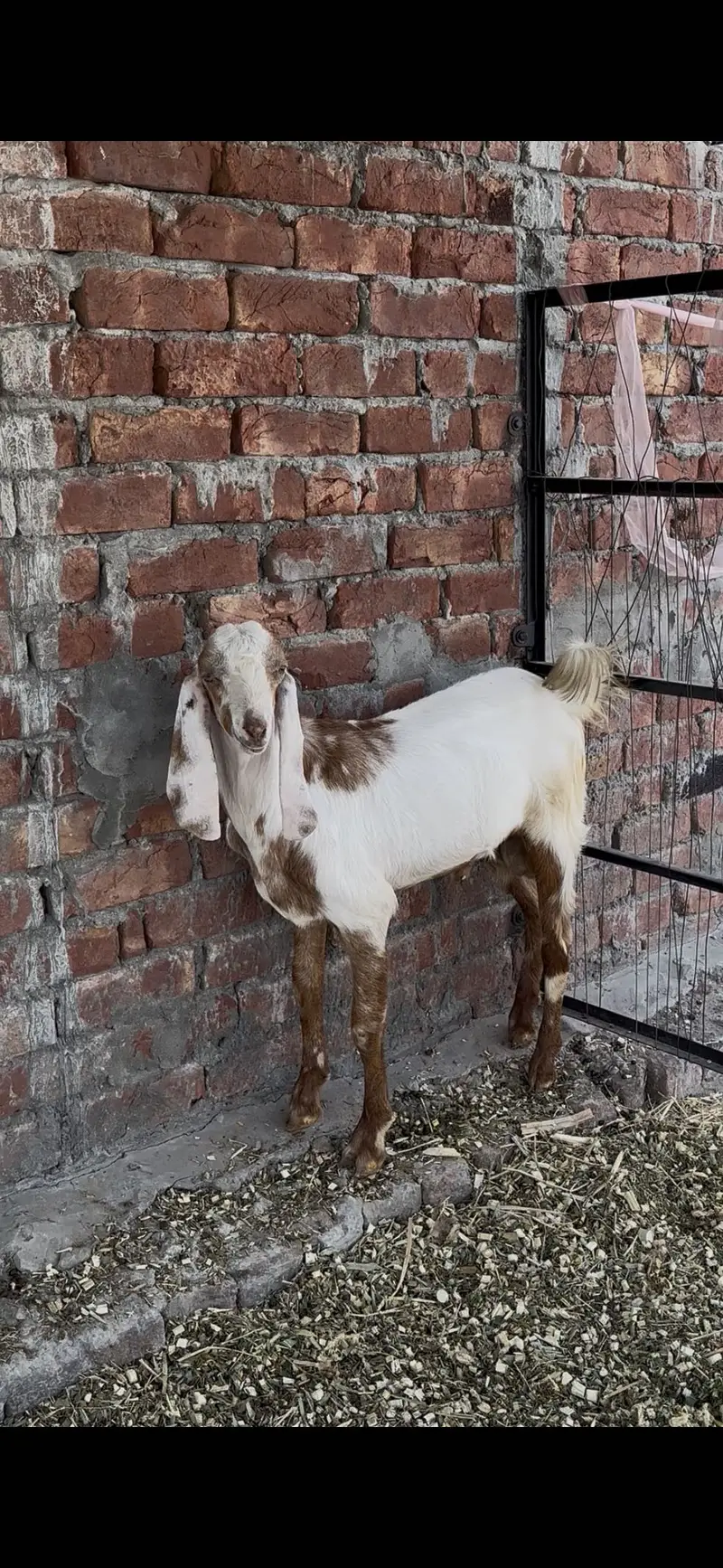 Goats Livestock for sale in Lahore