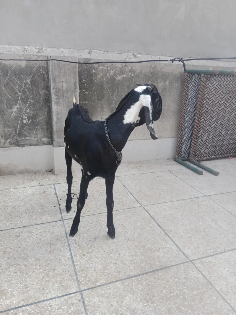 Goats Livestock for sale in Lahore