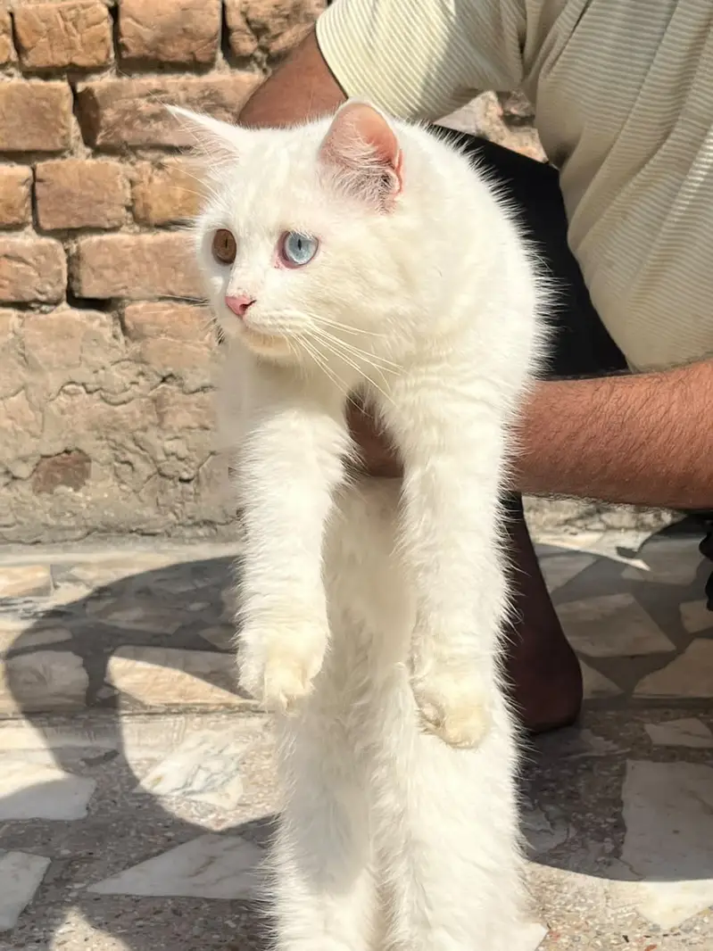 Persian Cats for sale in Lahore