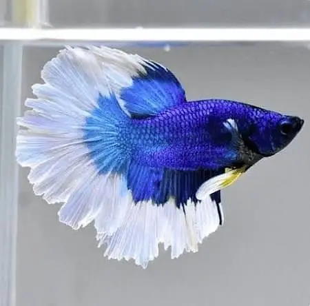 Bettas Fish for sale in Lahore
