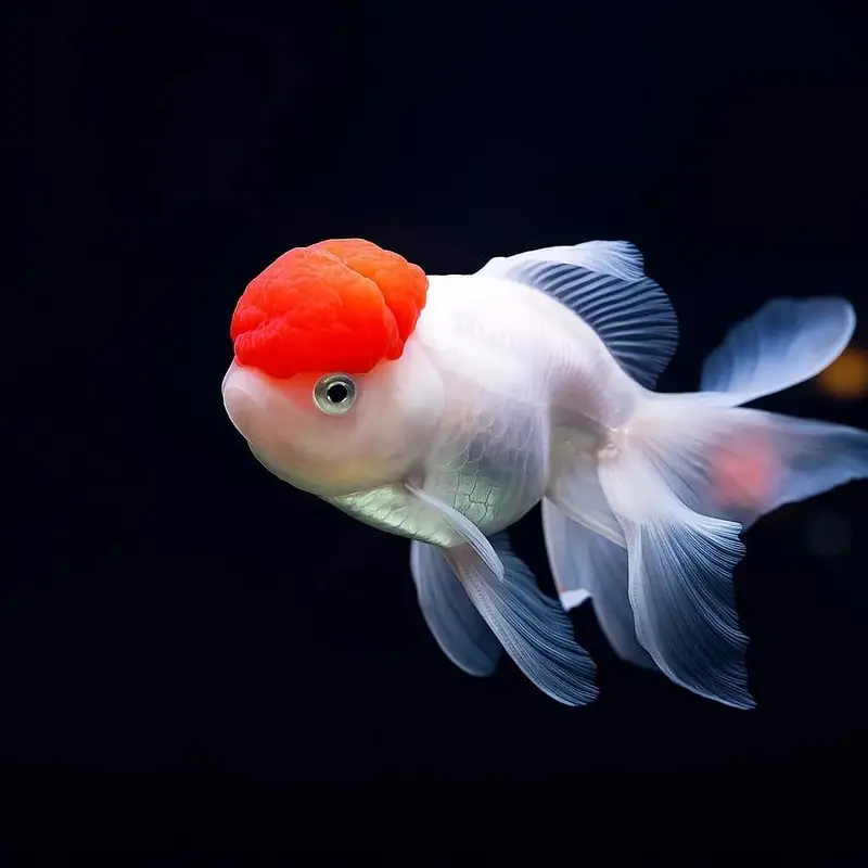 Goldfish Fish for sale in Lahore
