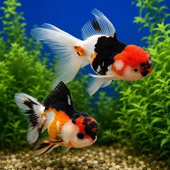 Goldfish Fish for sale in Lahore