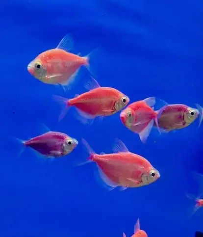 Tetras Fish for sale in Lahore