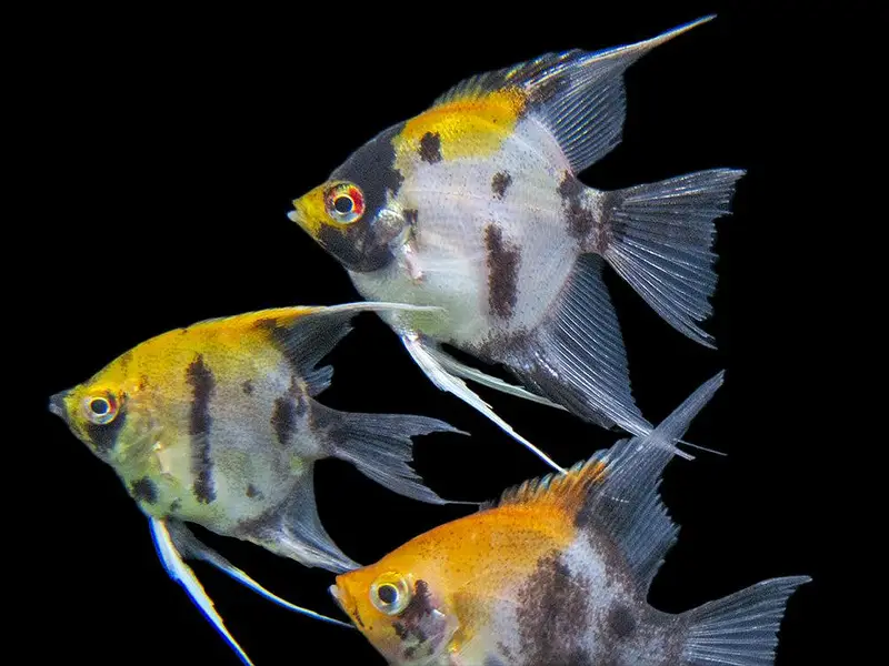 Angelfish Fish for sale in Lahore