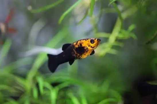 Molly Fish Fish for sale in Lahore