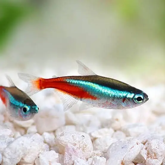 Neon Fish Fish for sale in Lahore