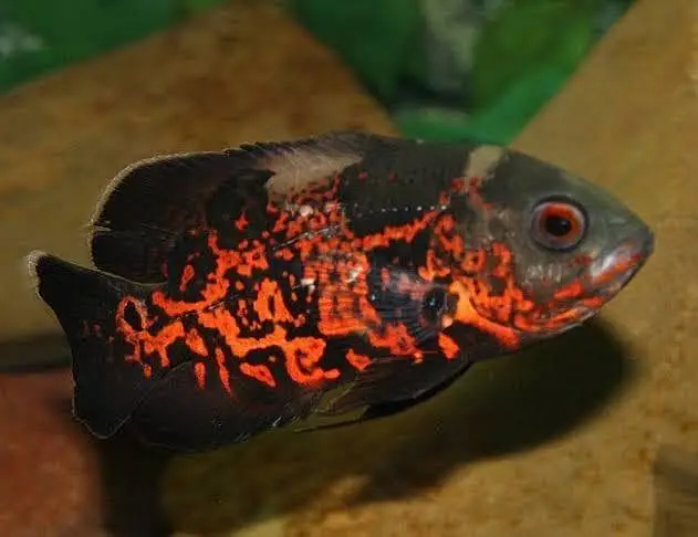Oscar fish Fish for sale in Lahore
