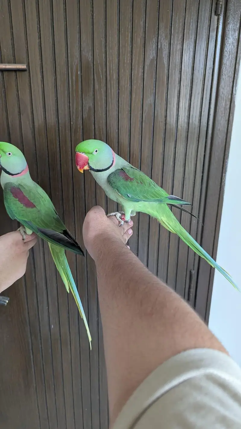 Hand tamed 0-Bite Ringneck Parrot For sale