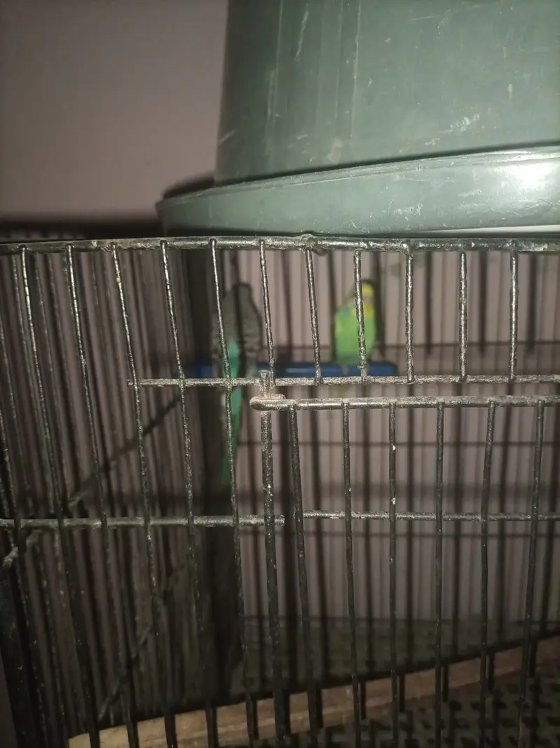 Budies with cage For sale