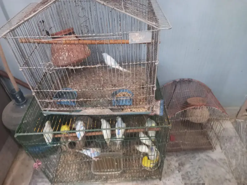 selling Australian parrots for sale with cages
