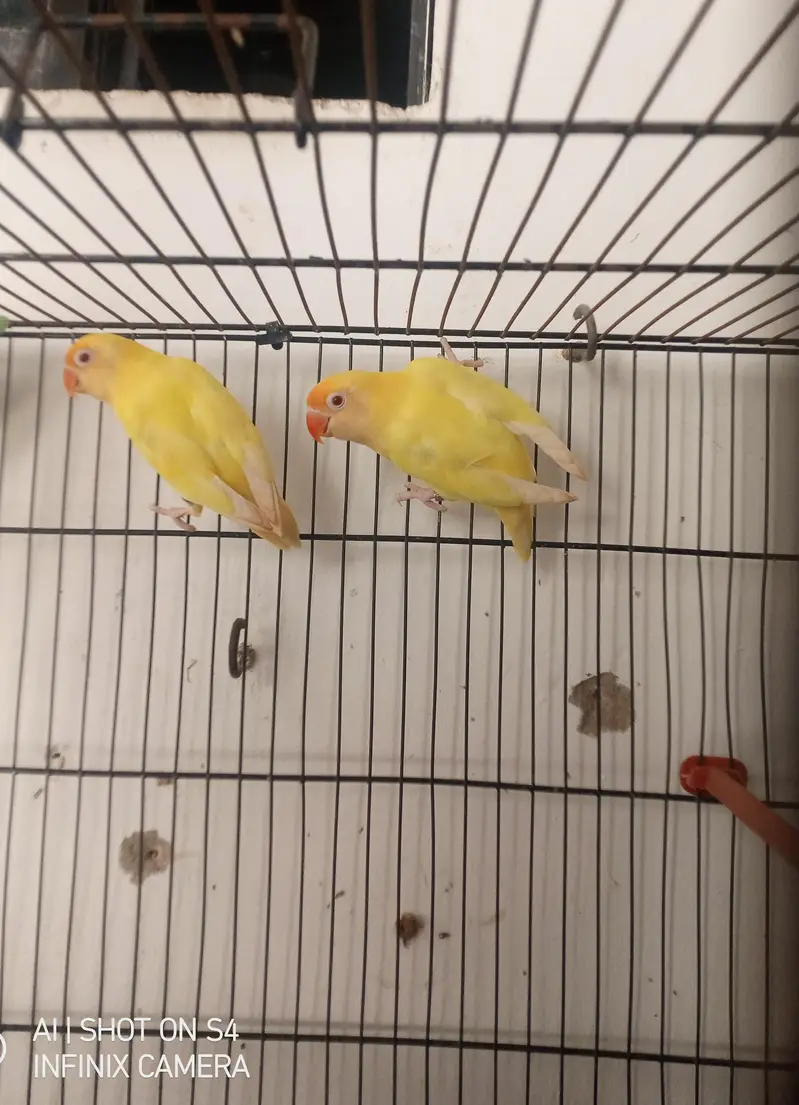 CREAMINO SPLIT OPALINE BREEDER PAIR