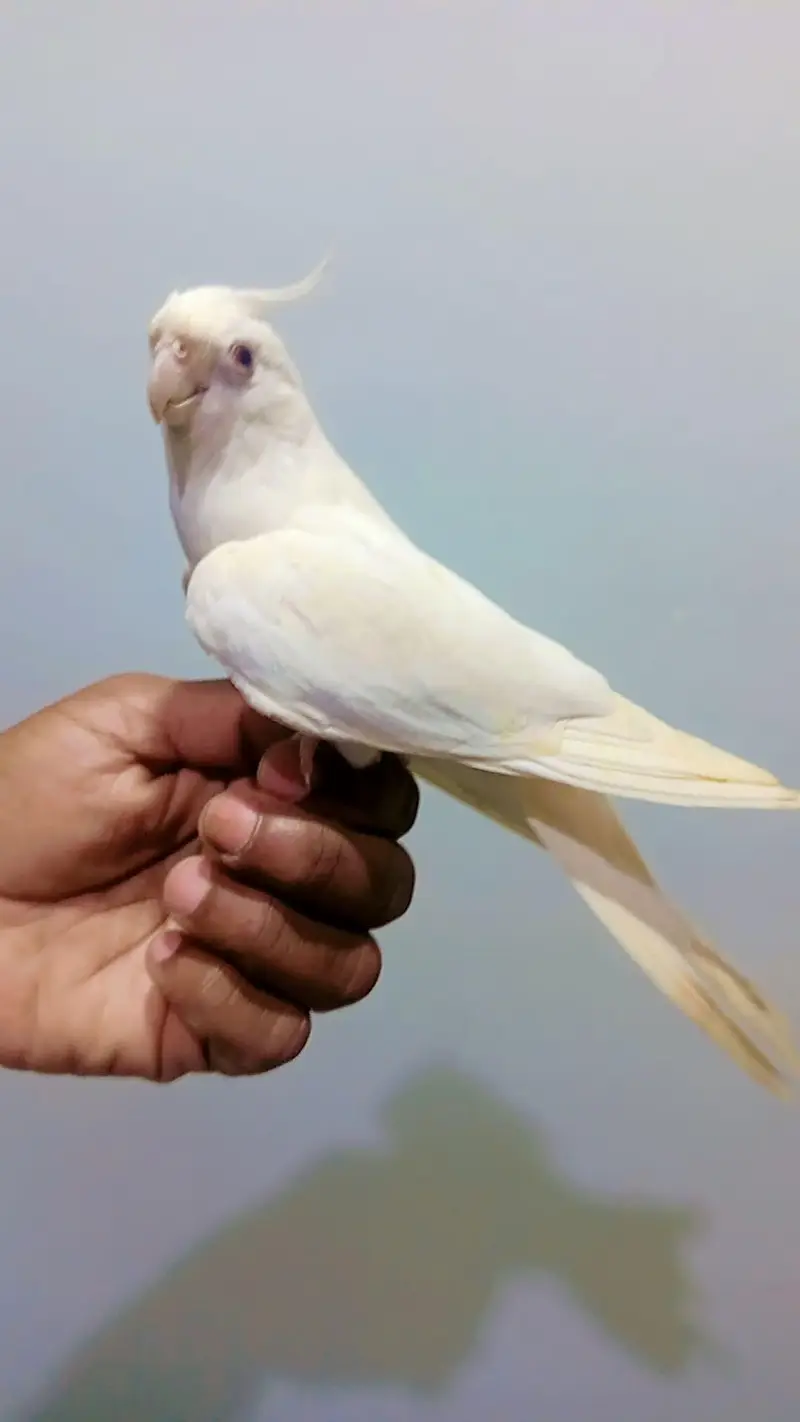 Eno red eyes cocktail male & cream pair
