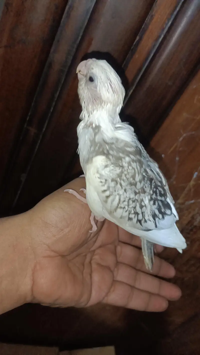 tamp cream pair. eno and cream pair love bird pair and dove pair
