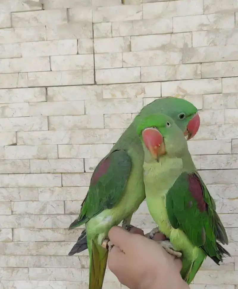 Kashmir raw parrot for sale