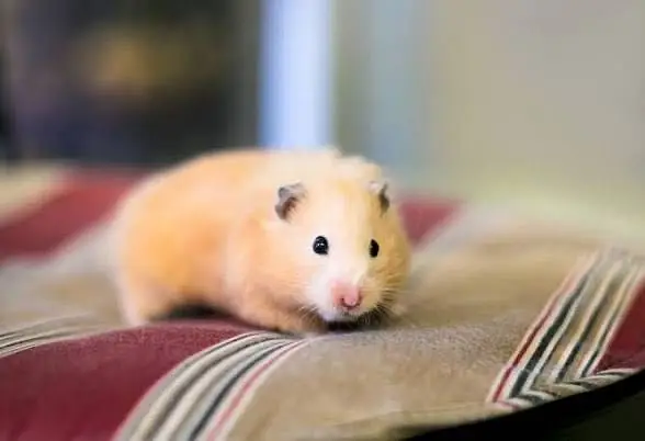 Imported Syrian hamsters available in wholesale prices