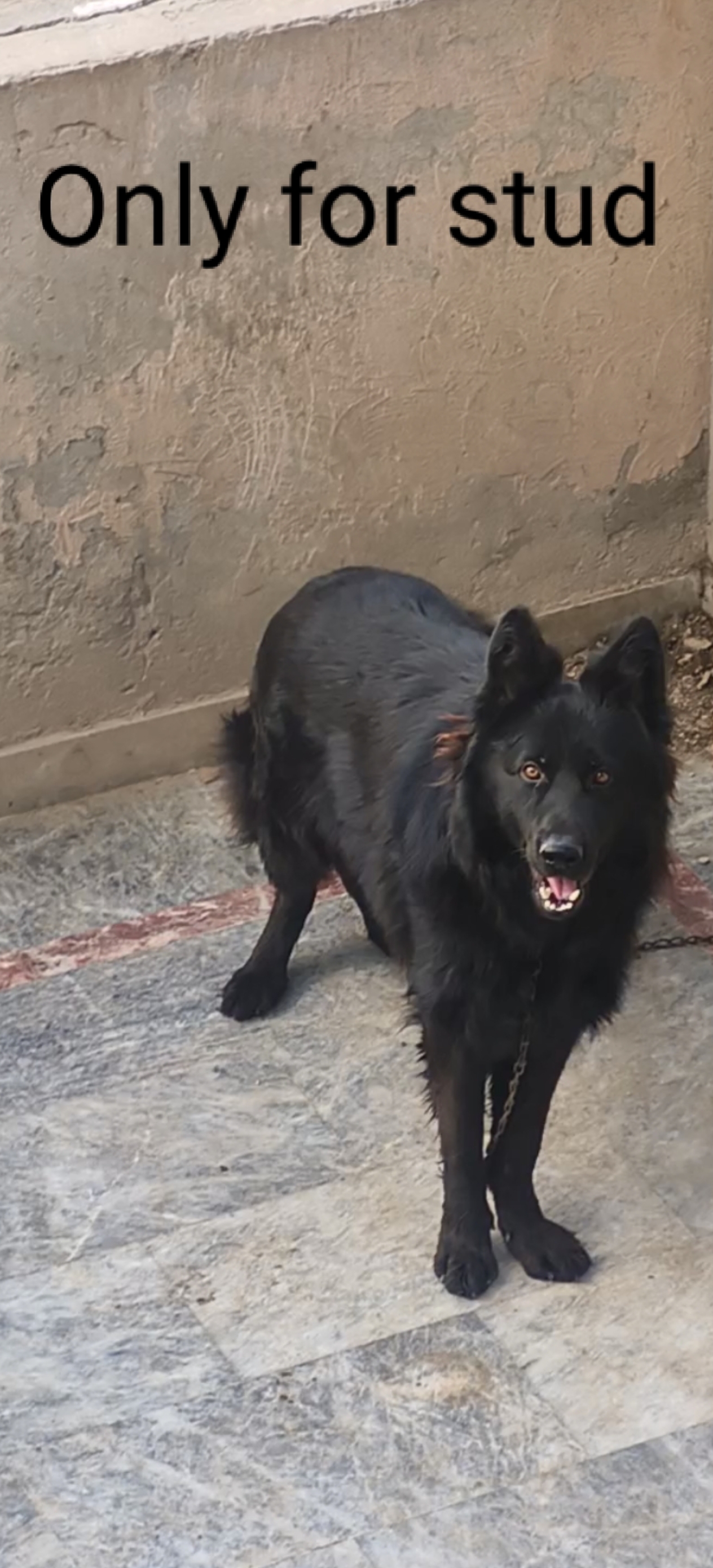 Long coute Black shepher only for stud