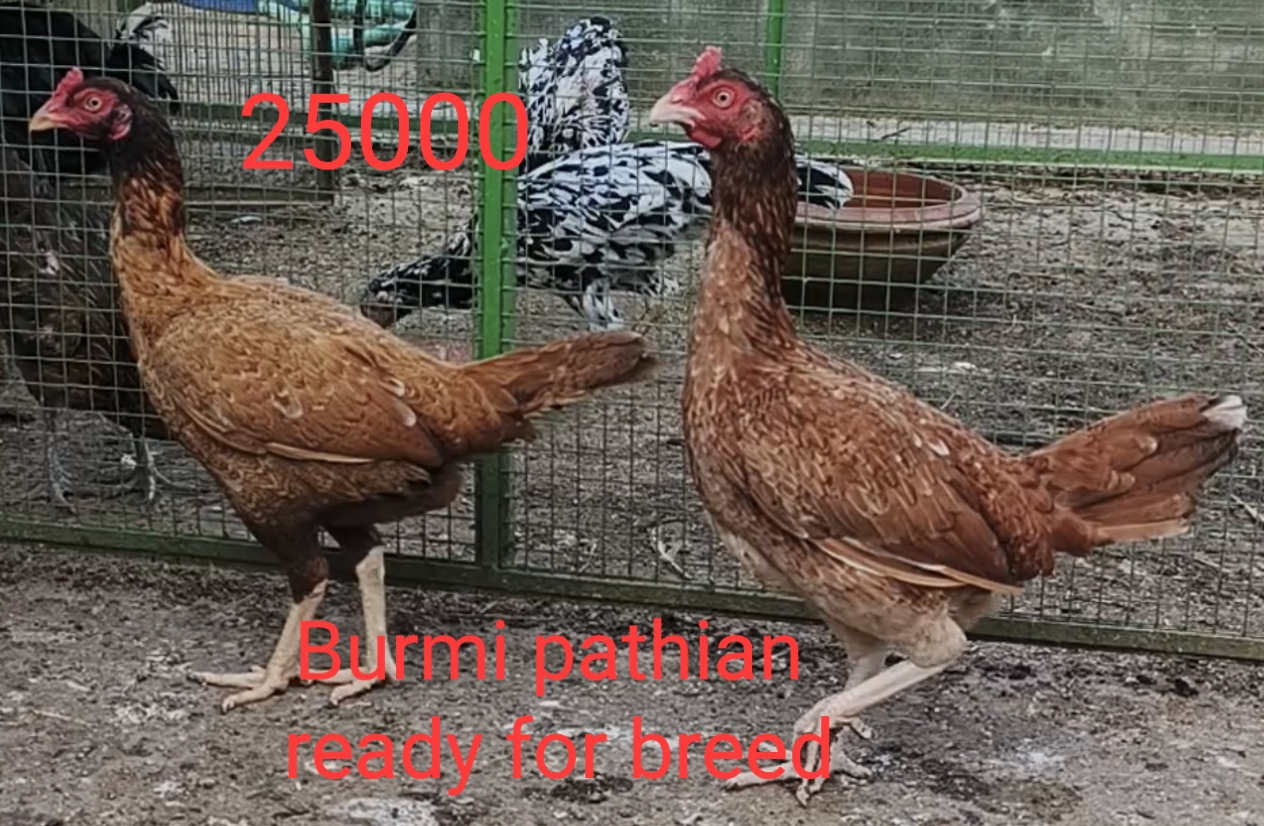 Pure burmi and thai females.