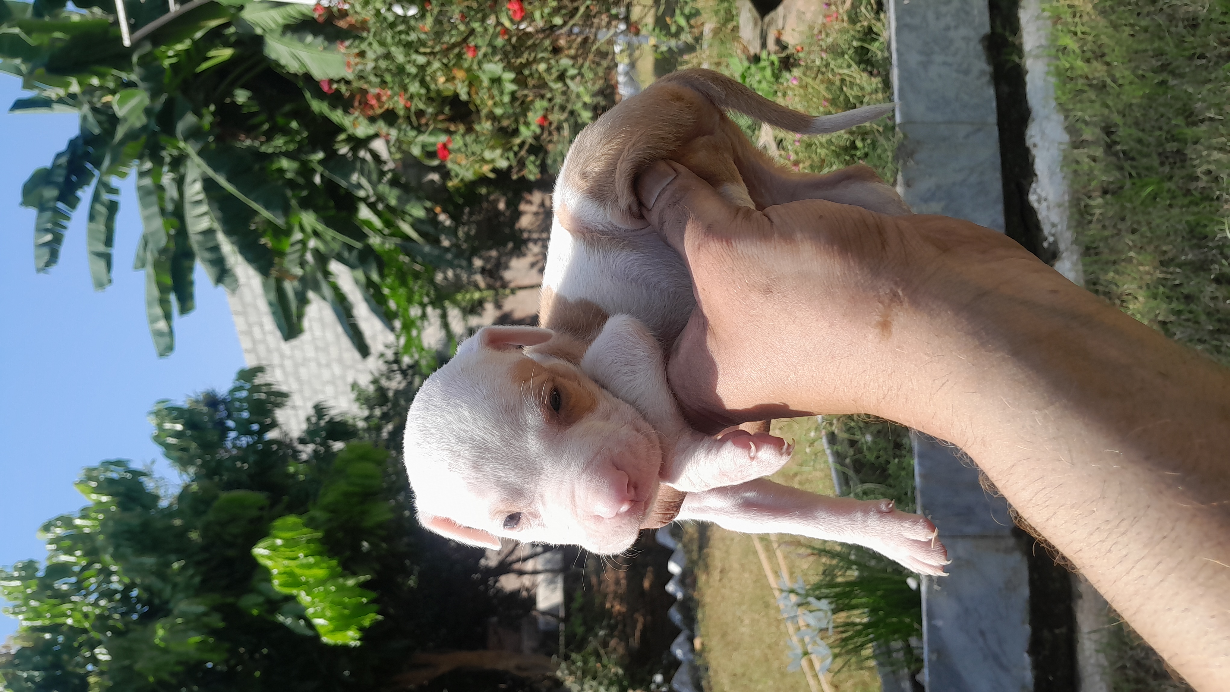 Pittbull pupps