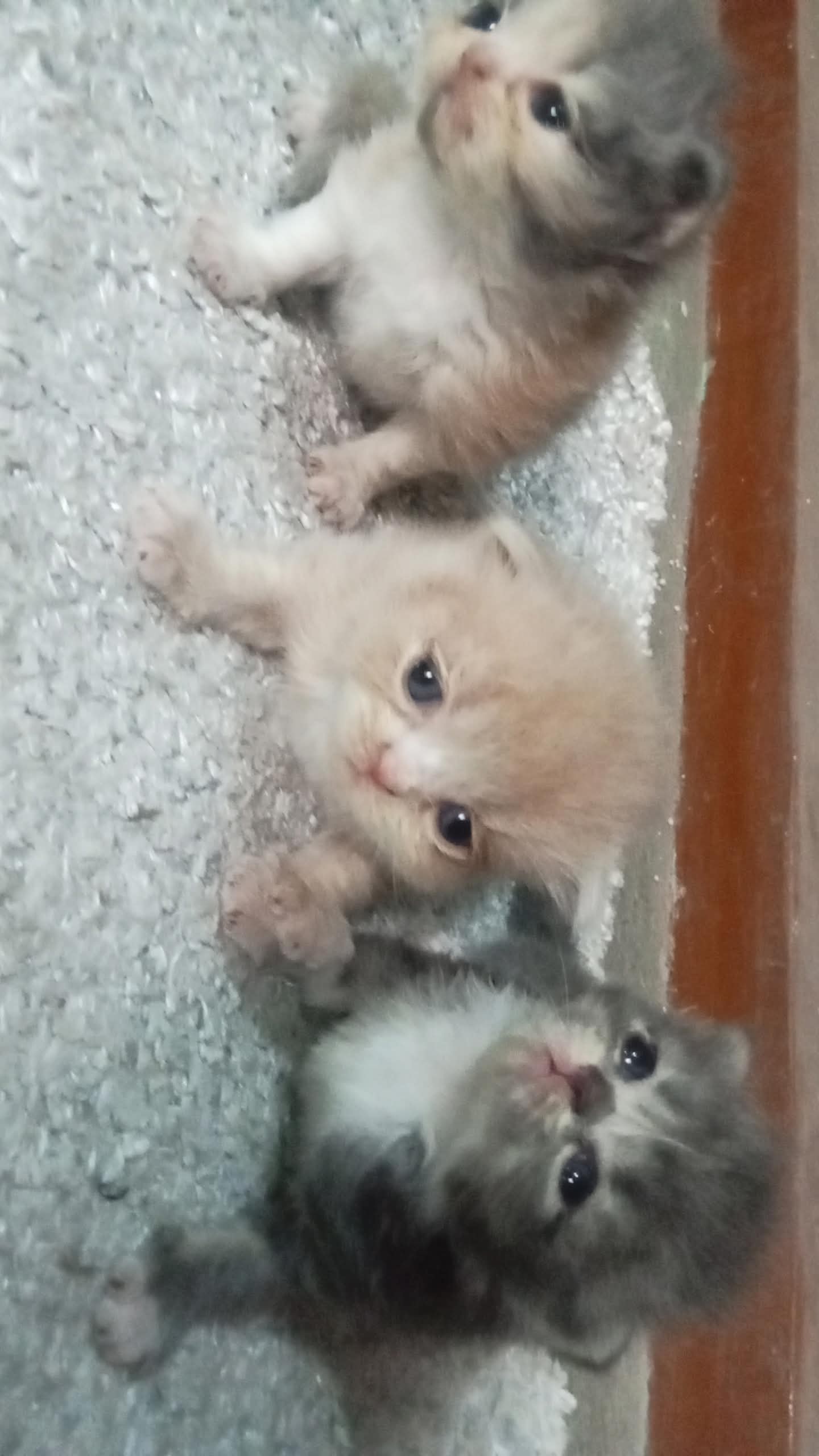 Persian kittens