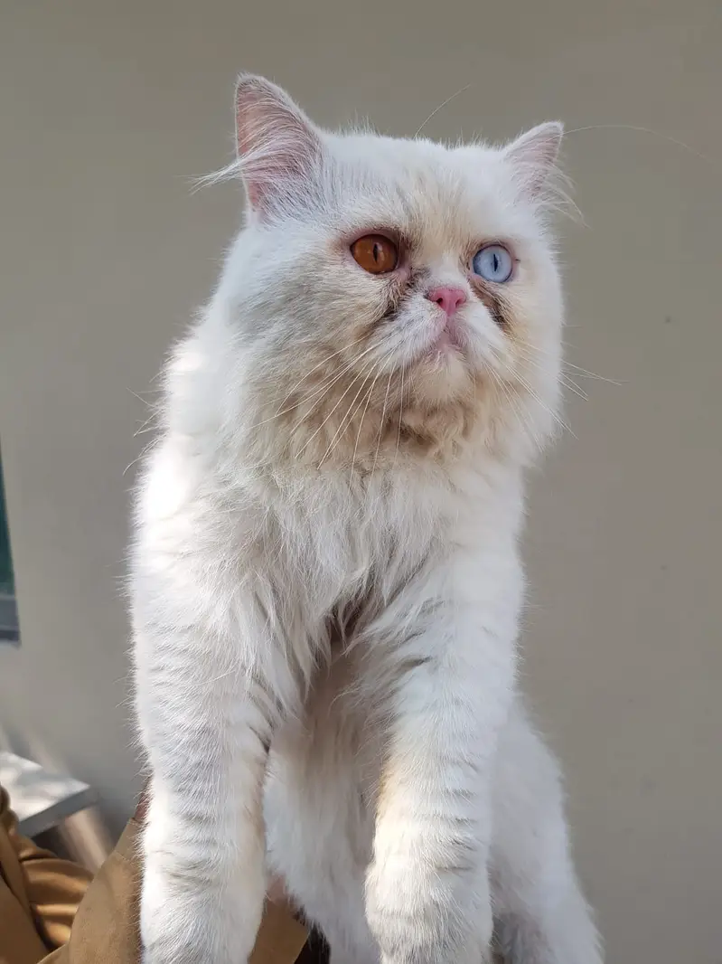 Persian Cats for sale in Lahore