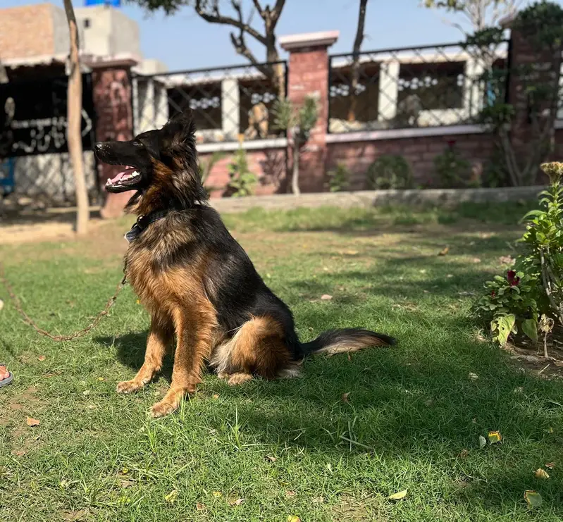 Missing German Shepherd Dog