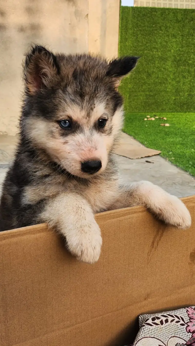 Found Husky Puppy