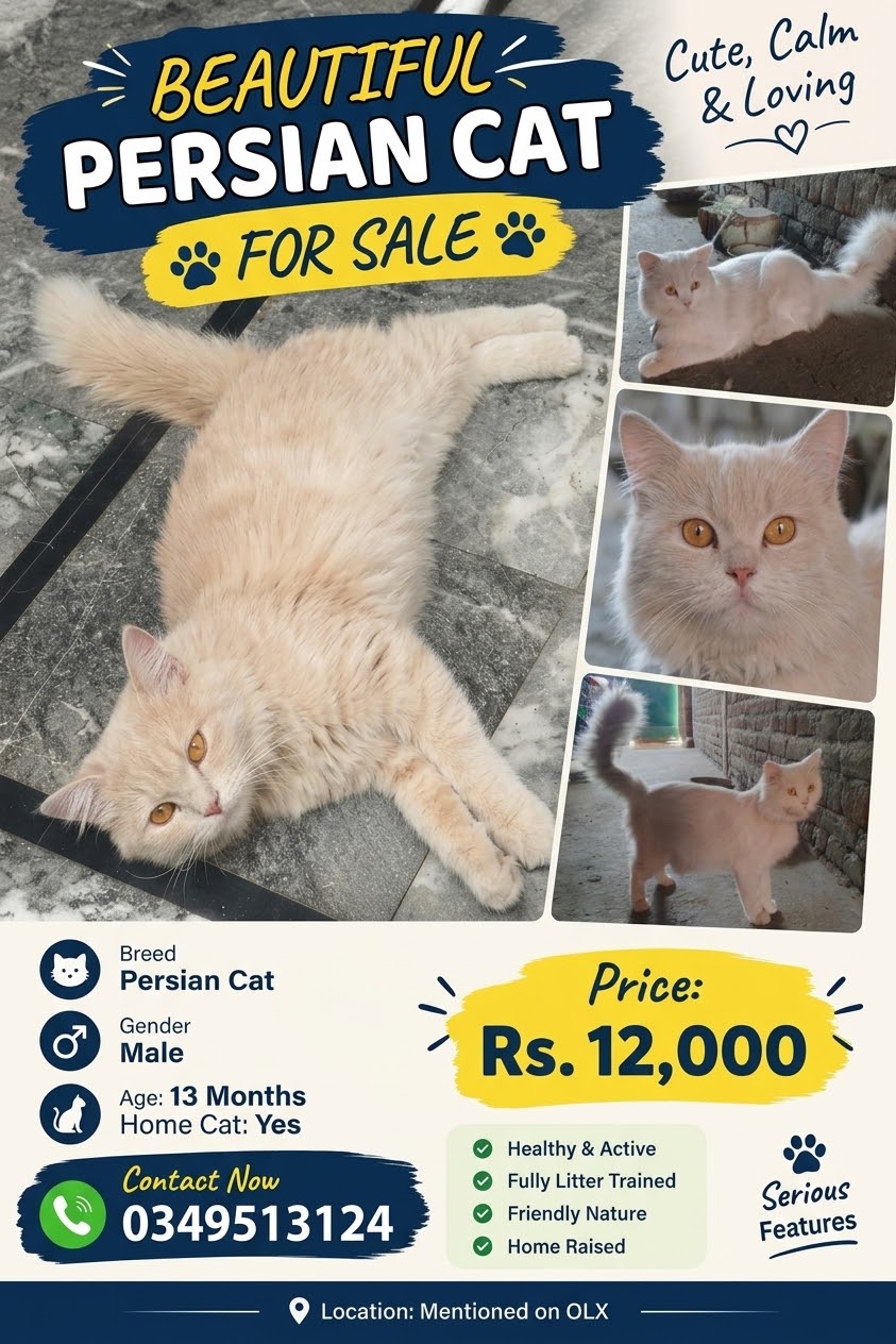 Persian Cats for sale in Jhelum