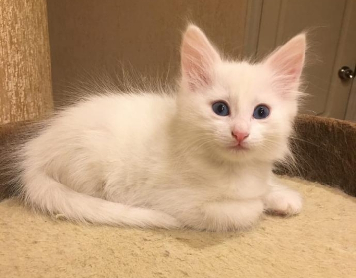 Turkish Angora Cats for sale in Lahore