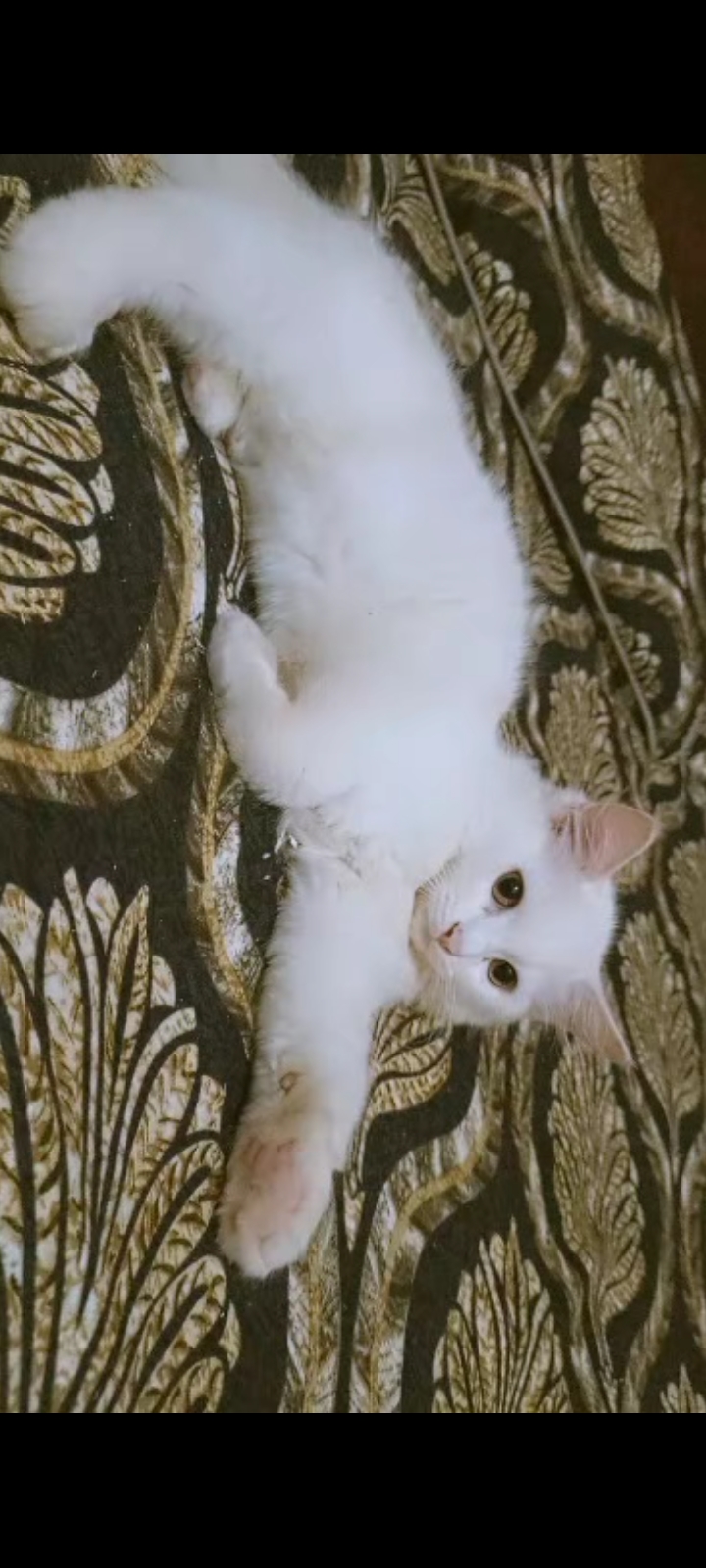 Persian Cats for sale in Rawalpindi