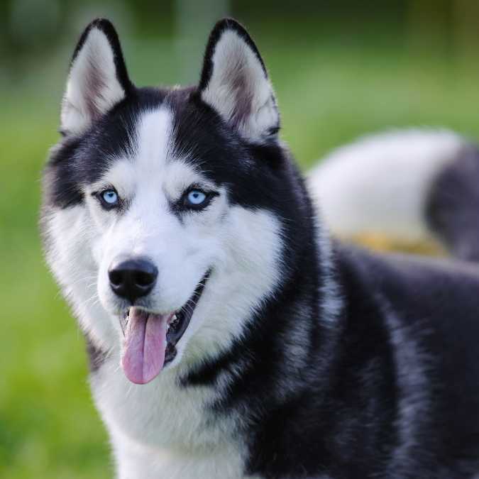 Want a Male Syberian Husky