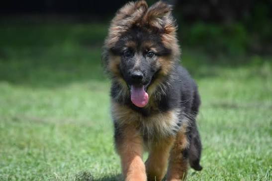 Top Notch Import Bloodline puppies available