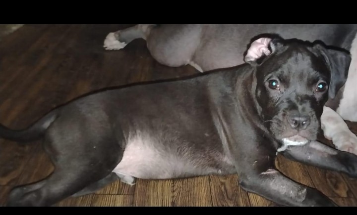 beautiful black colour american bully puppy available for sale