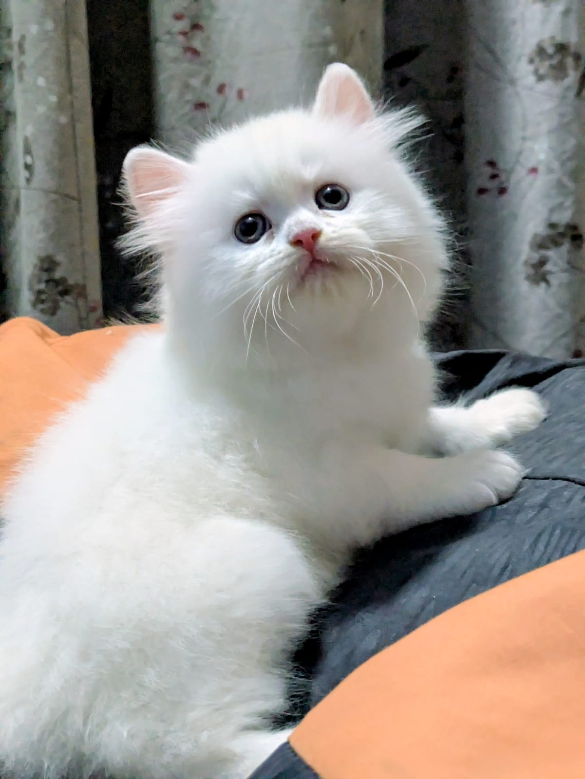Punch face kitten