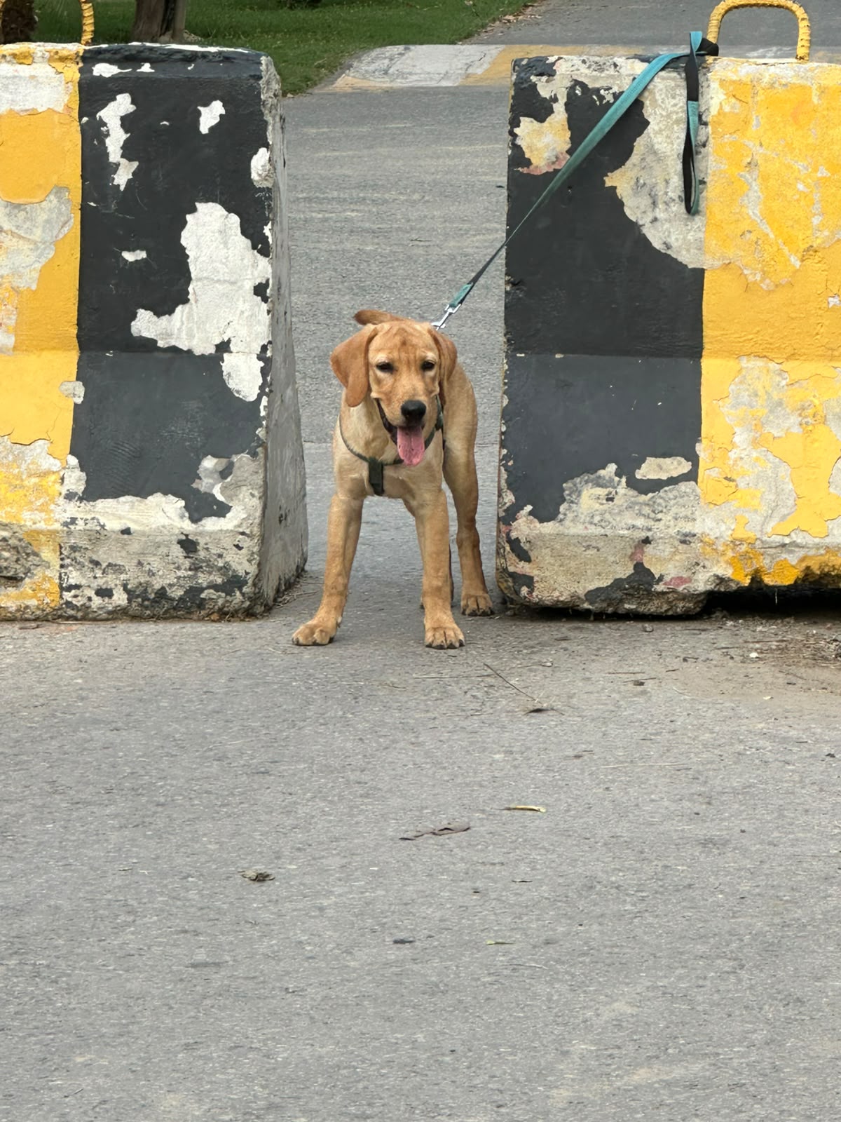 Golden Labrador retriever for sale