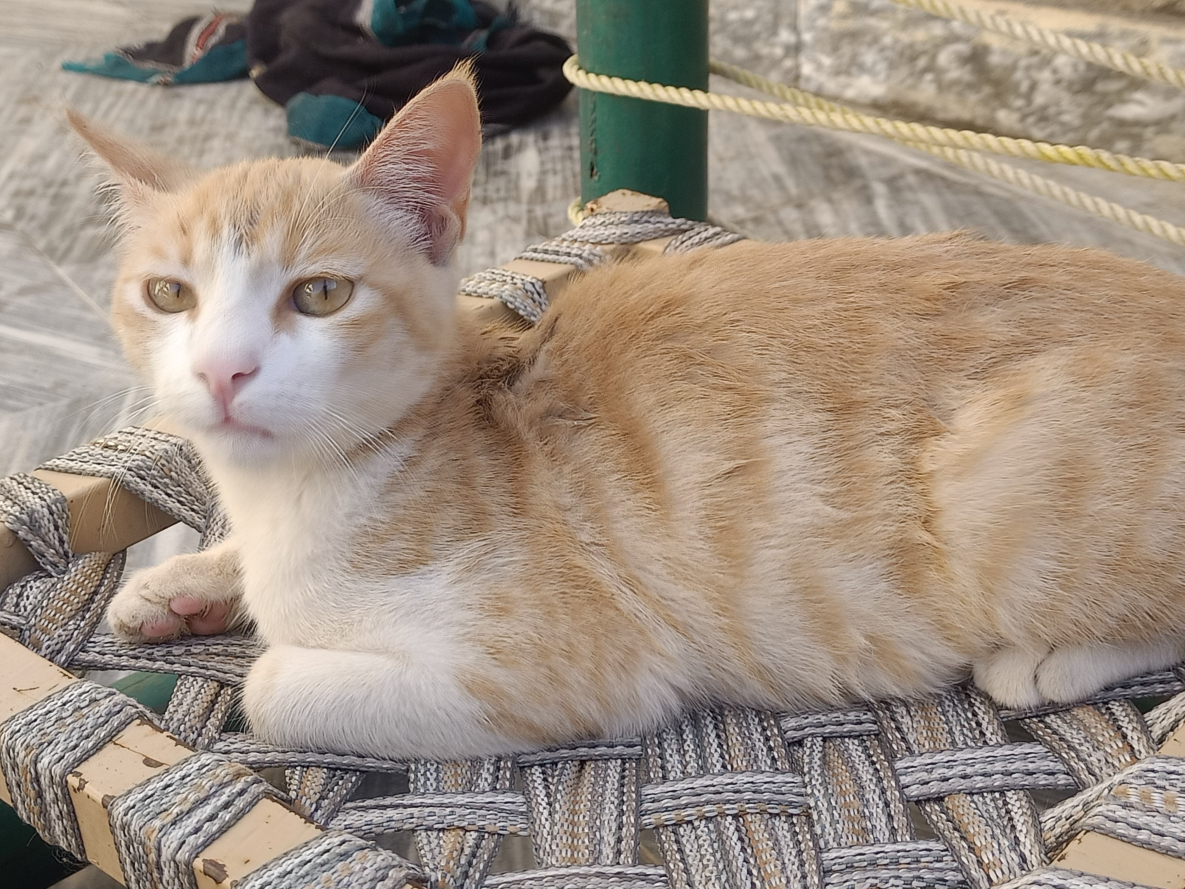 Rescued Cat (Domestic)