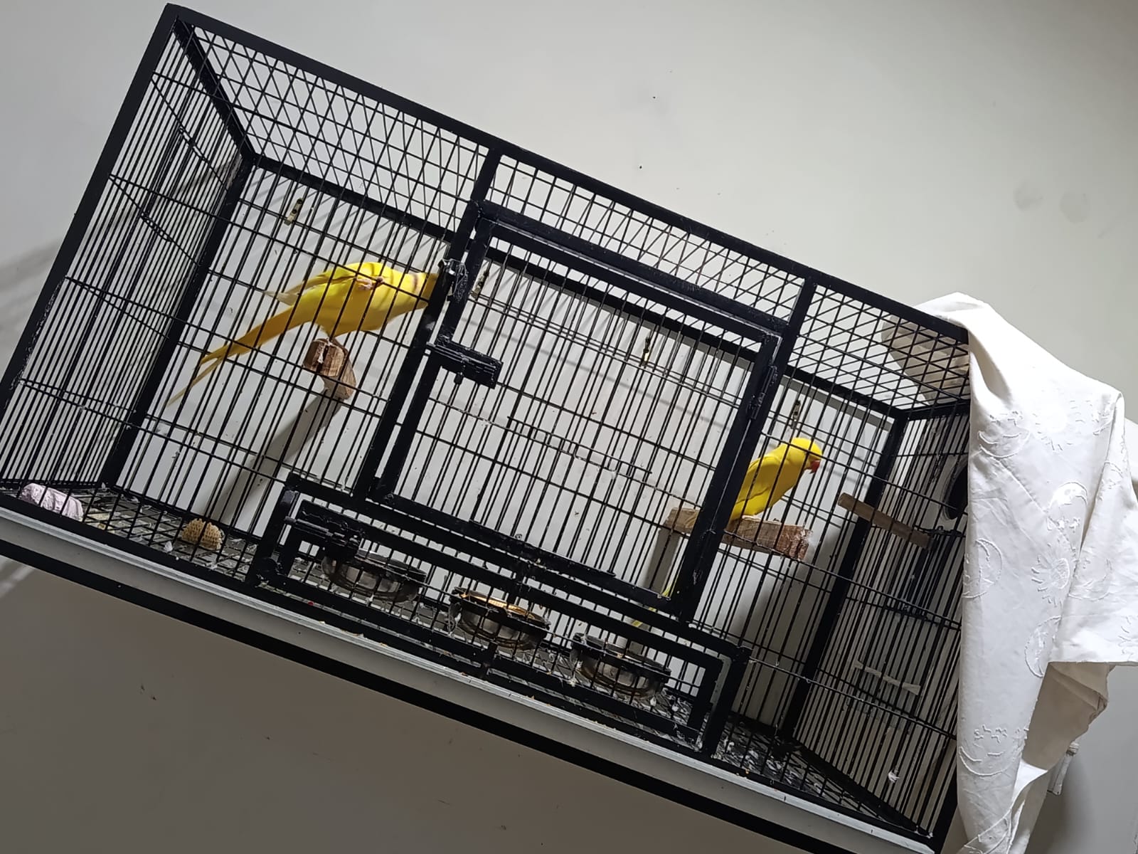 Yellow ring neck breeder pair for sale with cage