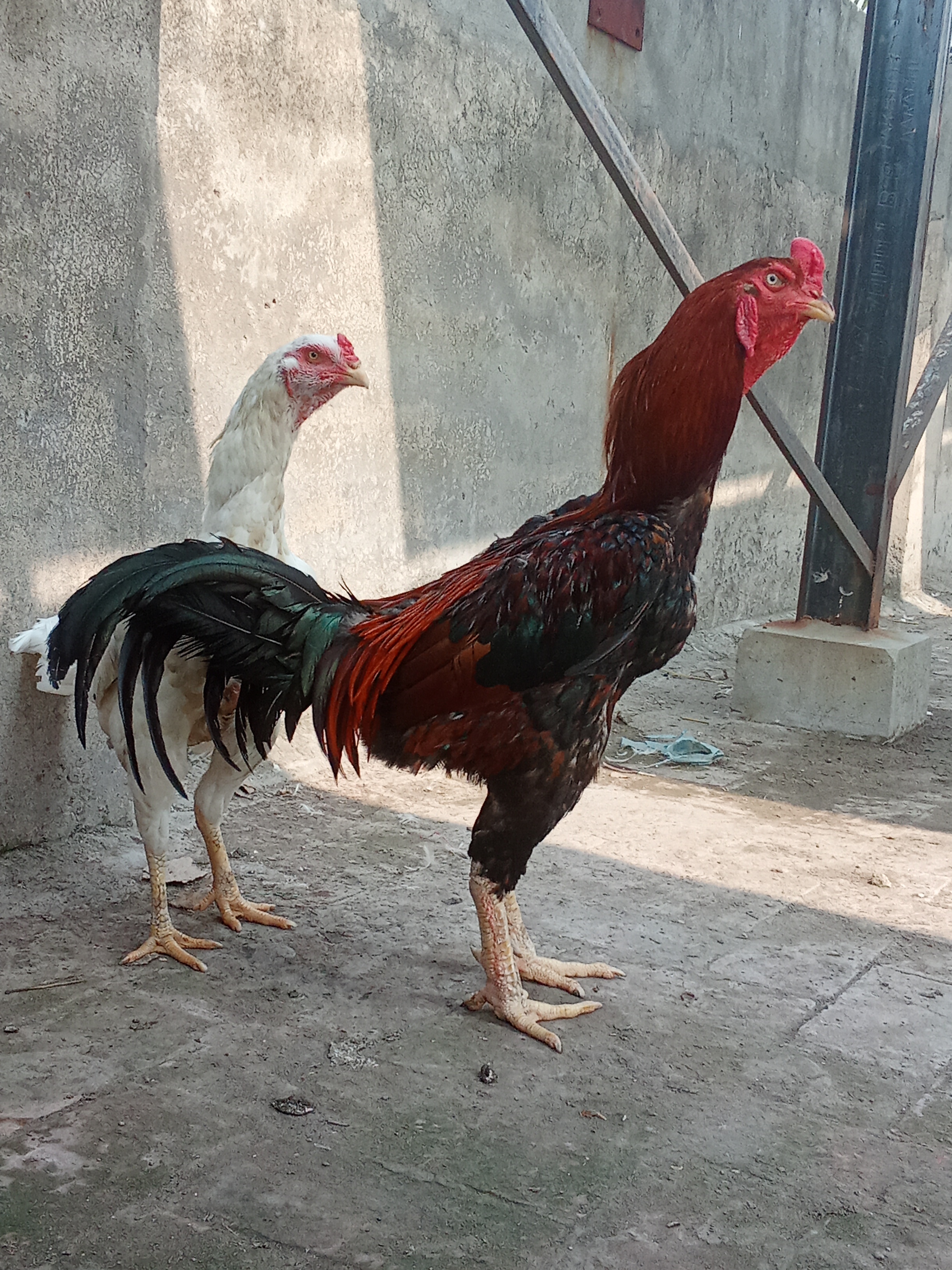 Aseel Shamo Hens for sale in Lahore