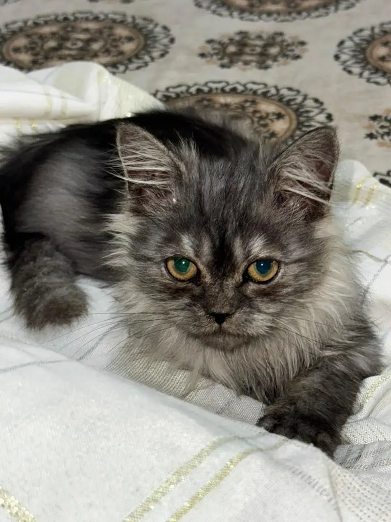 premium quality and unique coloured female Persian kitten for sale
