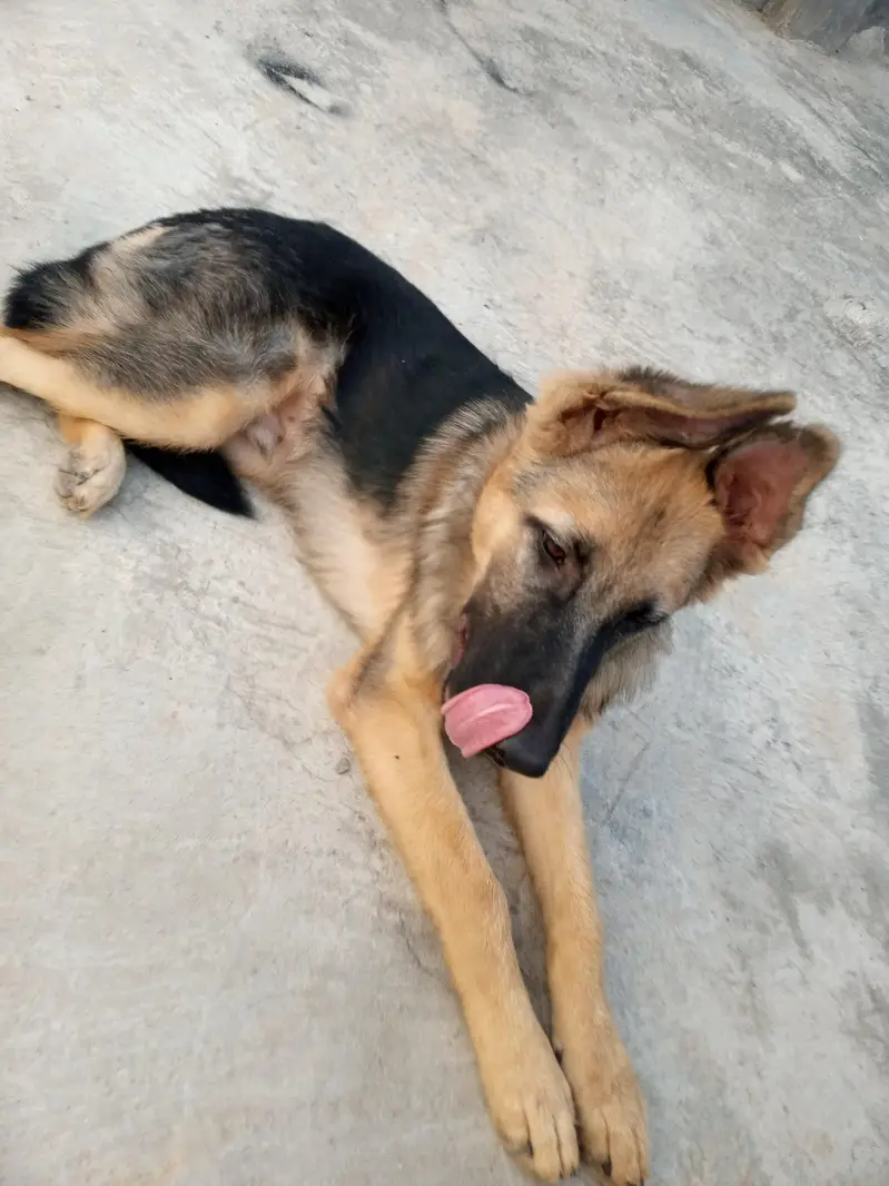 German shepherd double coat For Sale