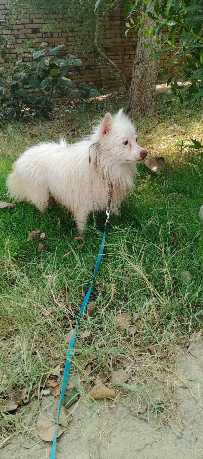 Russian dog | Male dog | pink nose | white dog | dog for sale